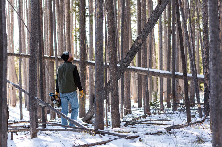 仿真樹(shù).jpg 仿真樹(shù)