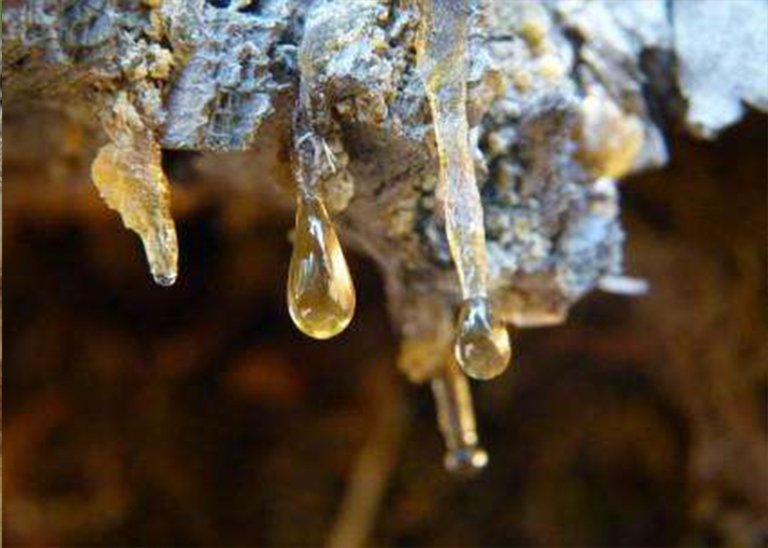 仿真樹.jpg 仿真樹