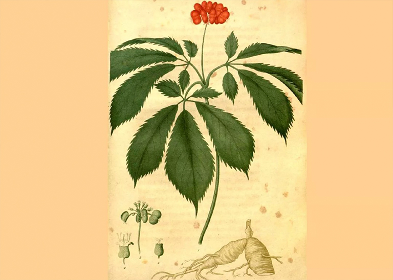 花旗參.jpg 花旗參