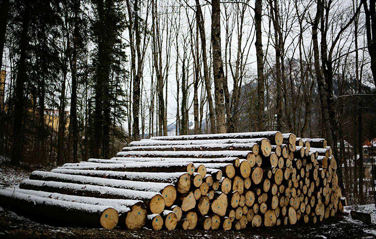 森林砍伐.jpg 森林砍伐