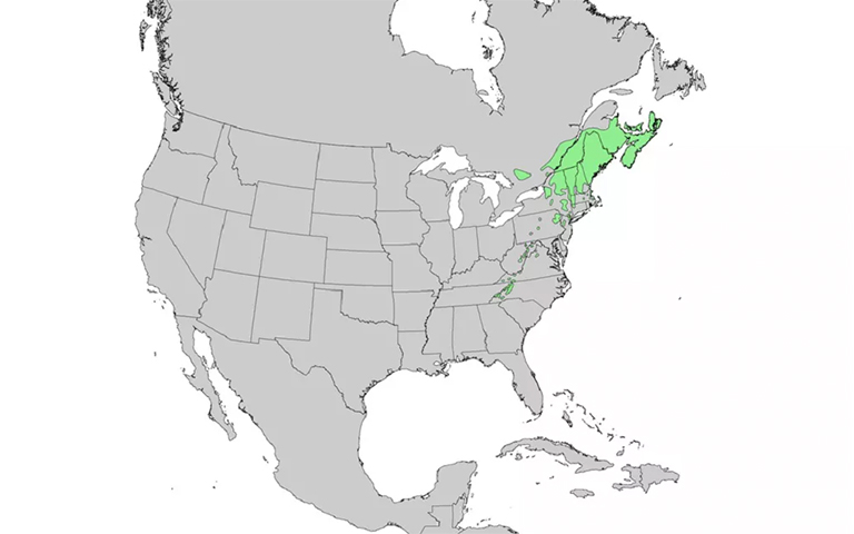 仿真樹.jpg 仿真樹