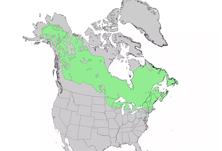 仿真樹.jpg 仿真樹