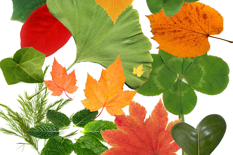 樹葉收藏.jpg 樹葉收藏