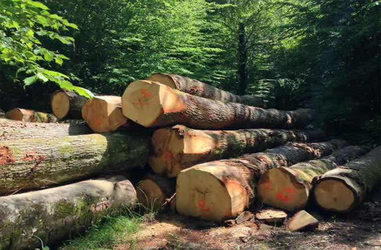 木材巡航點采樣