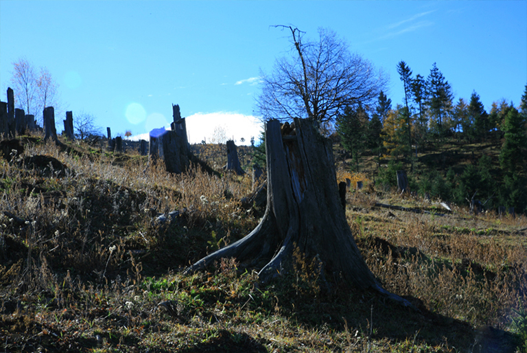 木材旋轉(zhuǎn)期.jpg 木材旋轉(zhuǎn)期