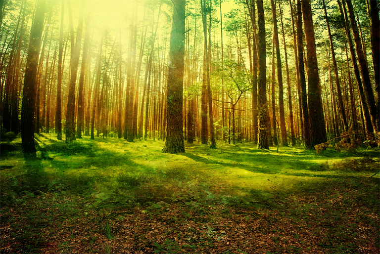 木材旋轉(zhuǎn)期.jpg 木材旋轉(zhuǎn)期