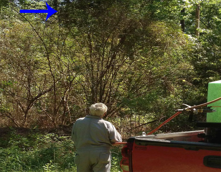 葉樹的應用.jpg 葉樹的應用