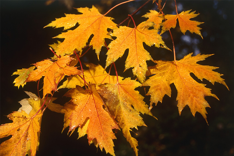 樹木葉子.jpg 樹木葉子