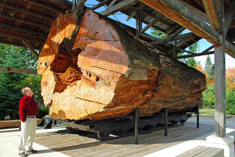 樹木解剖.jpg 樹木解剖