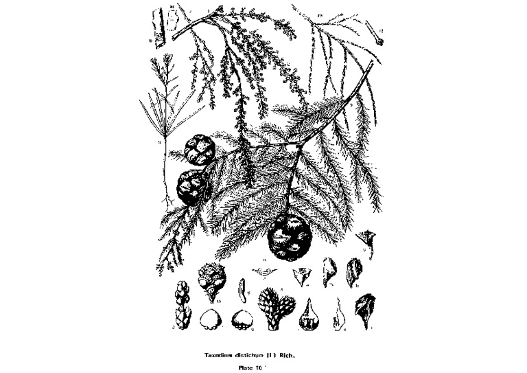 禿頭柏紅豆杉.jpg 禿頭柏紅豆杉