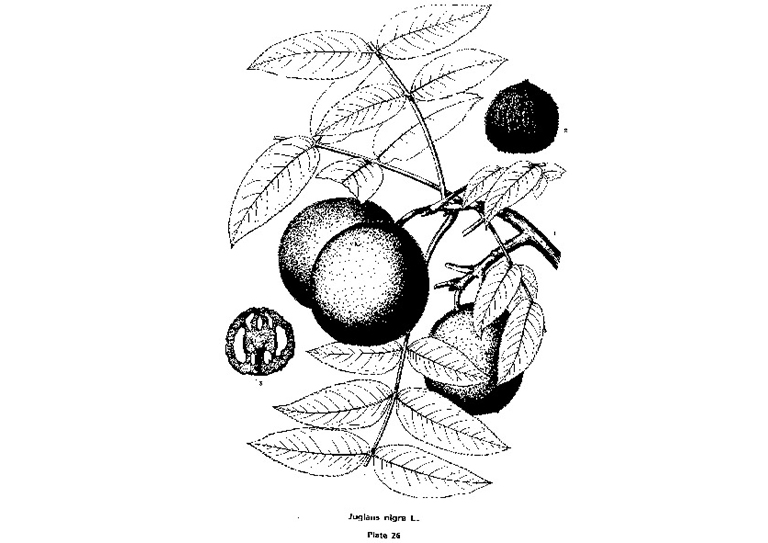 黑胡桃.jpg 黑胡桃