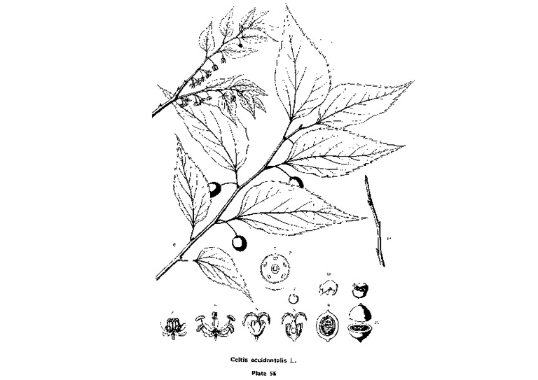 樸樹 西芹.jpg 樸樹 西芹