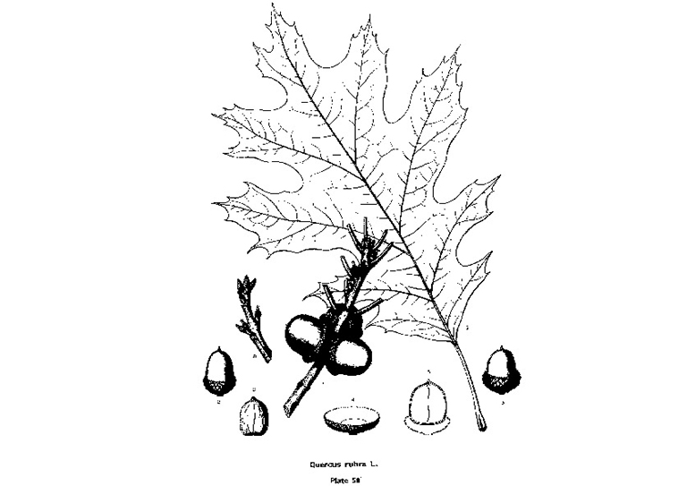 北部紅橡樹(shù).jpg 北部紅橡樹(shù)