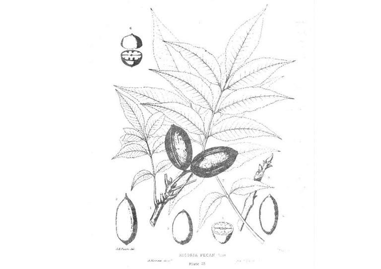 美國(guó)山核桃.jpg 美國(guó)山核桃