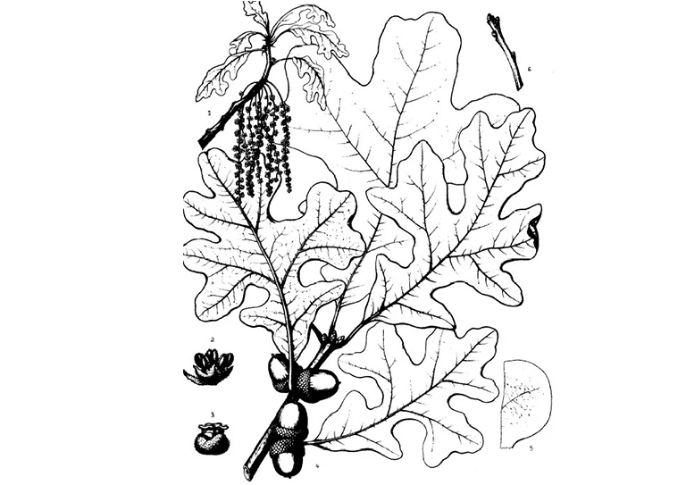 橡樹(shù)櫟.jpg 橡樹(shù)櫟