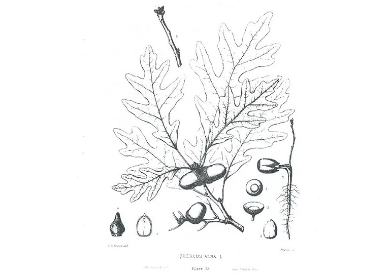 白橡樹(shù).jpg 白橡樹(shù)