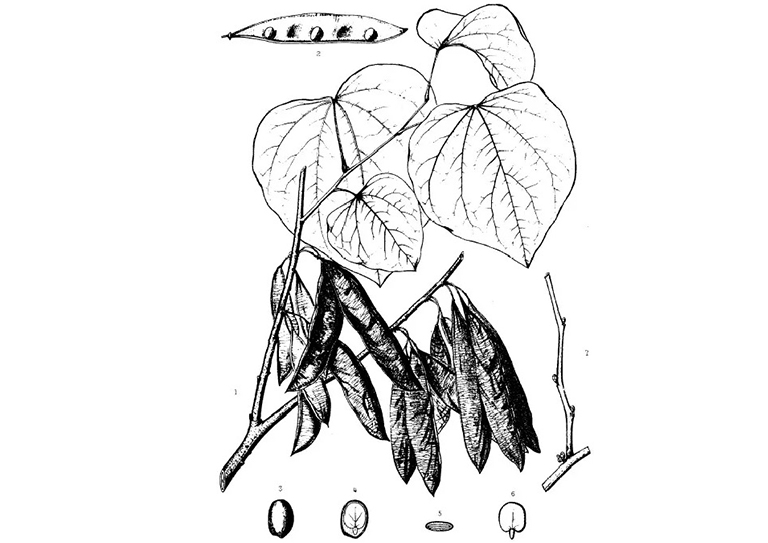 加拿大紫荊.jpg 加拿大紫荊