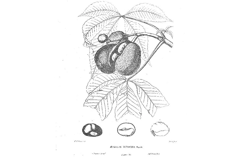 黃色七葉樹.jpg 黃色七葉樹