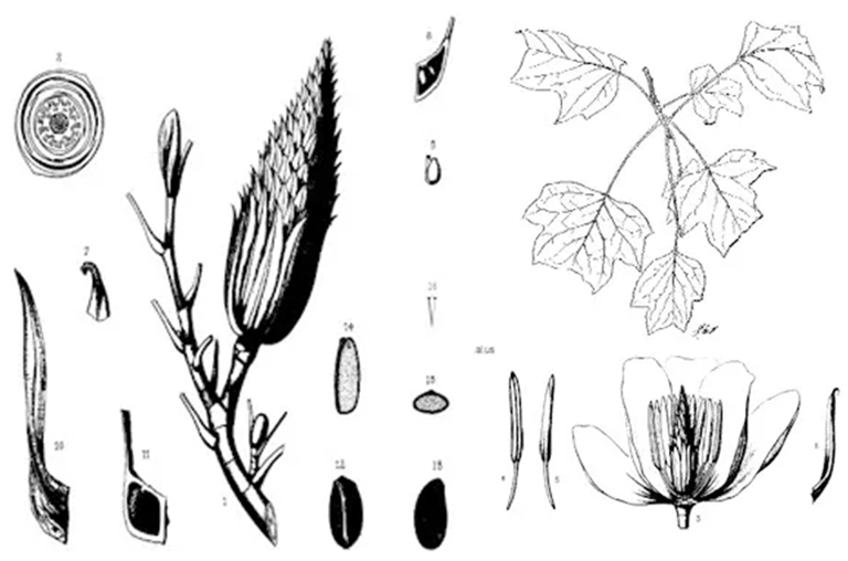 黃楊樹.jpg 黃楊樹