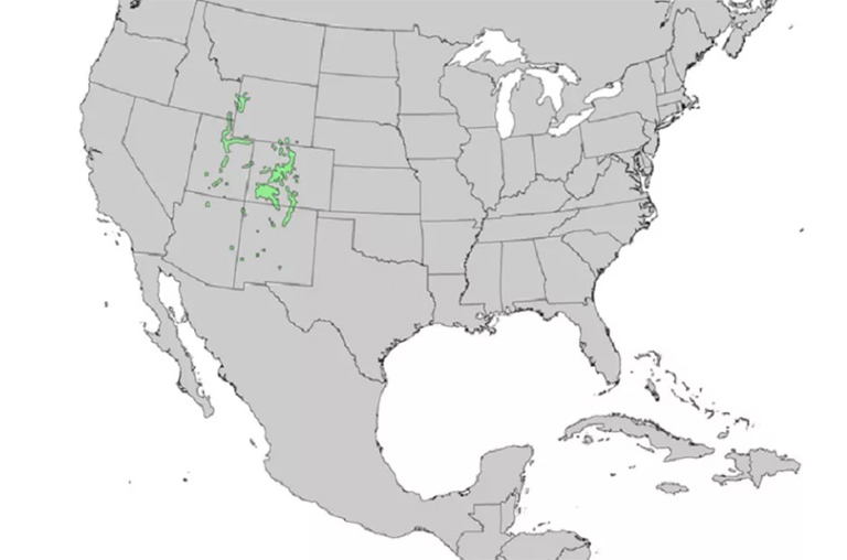 藍(lán)云杉范圍.jpg 藍(lán)云杉范圍