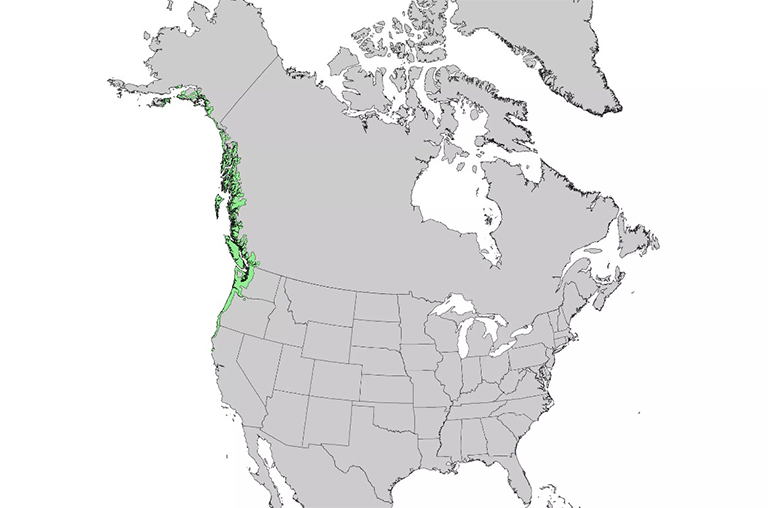 Sitka云杉范圍.jpg Sitka云杉范圍