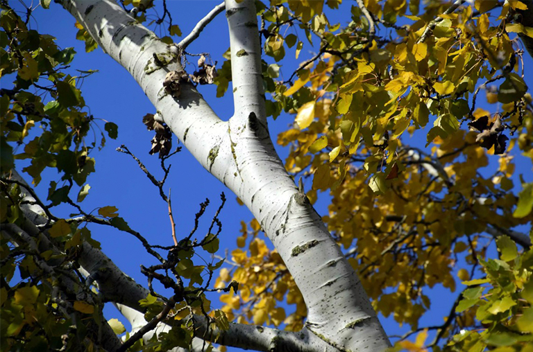 白楊樹.jpg 白楊樹