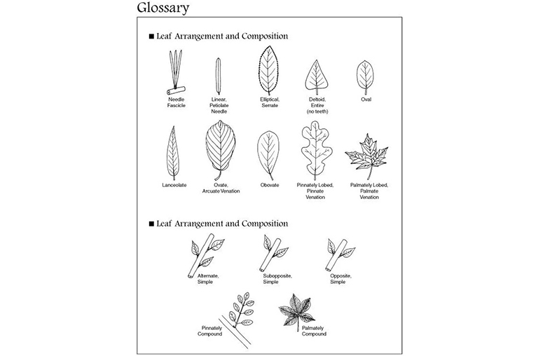 葉子和樹枝的安排圖.jpg 葉子和樹枝的安排圖