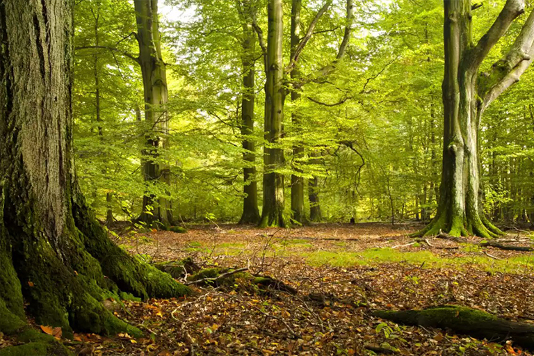 美國山毛櫸樹皮.jpg 美國山毛櫸樹皮