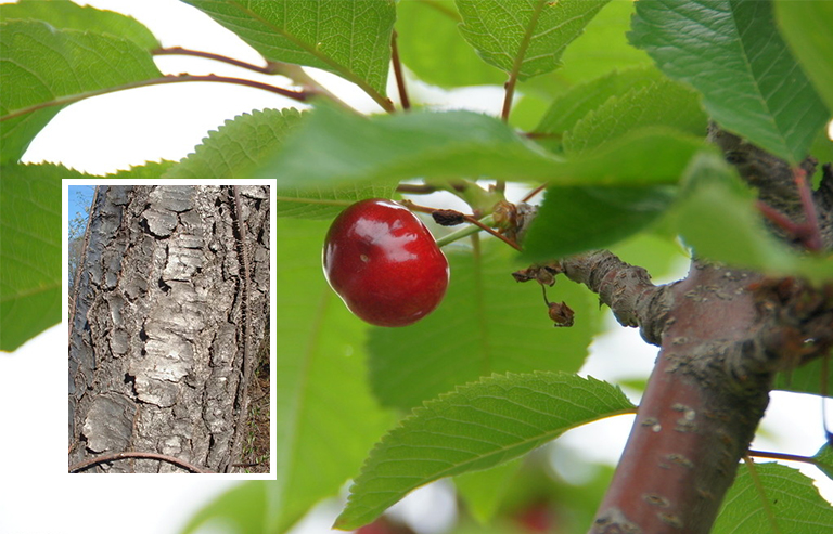 黑櫻桃樹皮.jpg 黑櫻桃樹皮