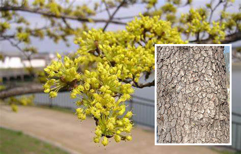開花山茱wood樹皮.jpg 開花山茱wood樹皮