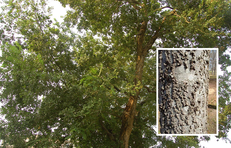 樸樹皮.jpg 樸樹皮