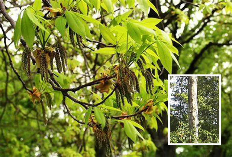 Shagbark山核桃.jpg Shagbark山核桃