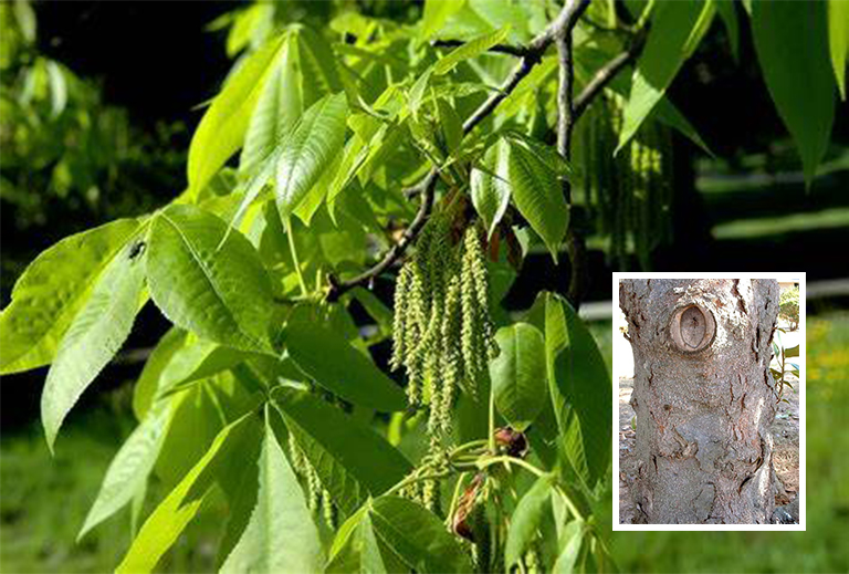 木蘭樹皮.jpg 木蘭樹皮