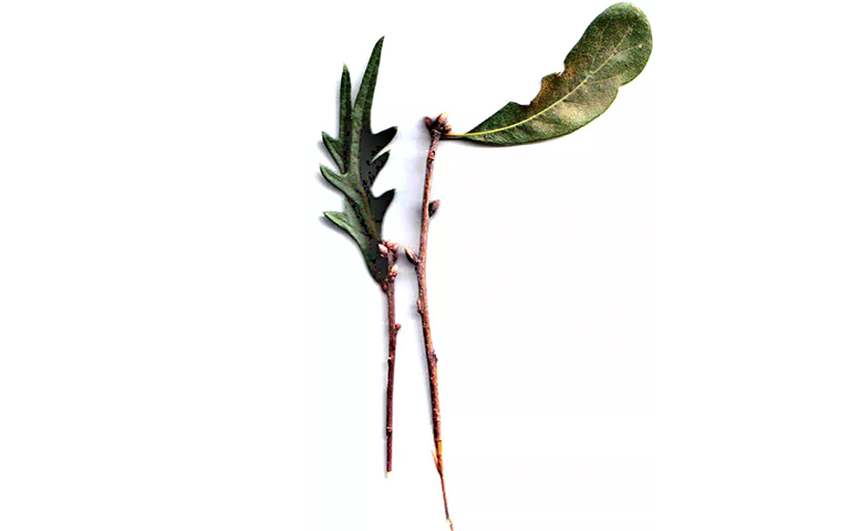 持久性橡樹枝.jpg 持久性橡樹枝