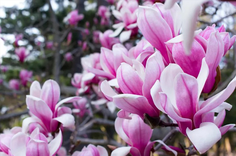 木蘭花樹.jpg 木蘭花樹