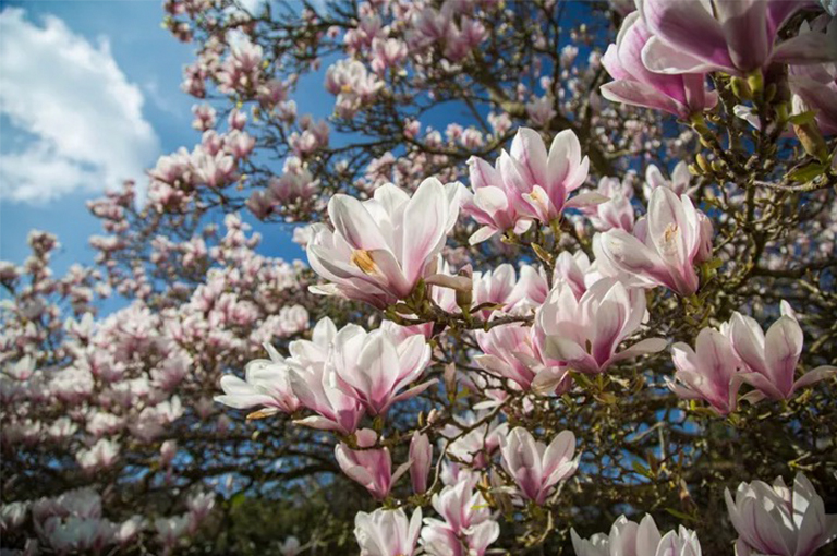 木蘭花樹.jpg 木蘭花樹