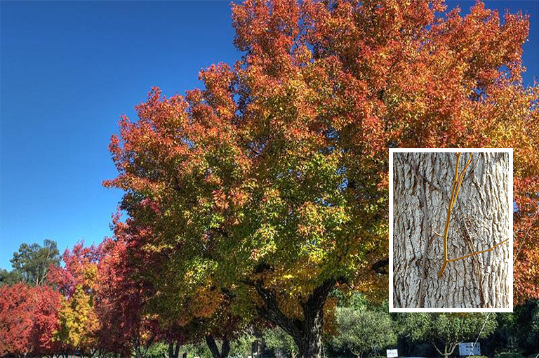 甜樹皮.jpg 甜樹皮