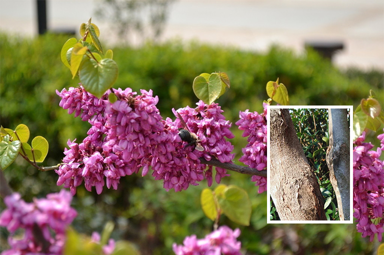 紫荊花樹皮.jpg 紫荊花樹皮