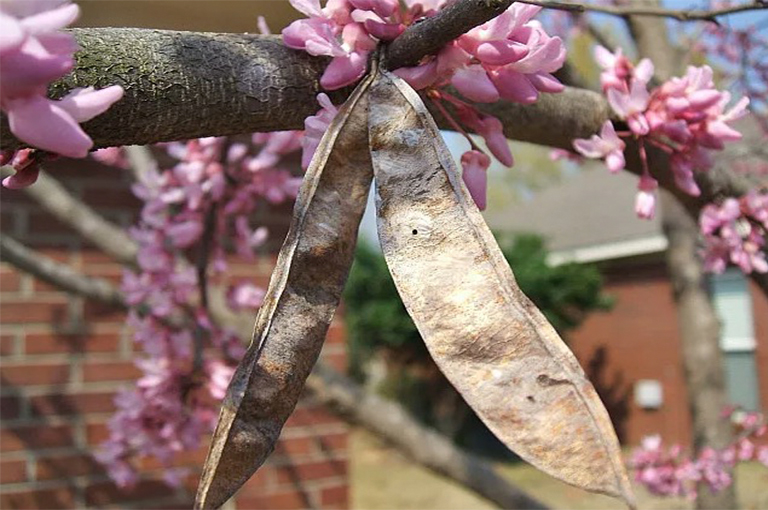 紫荊花和殘余水果.jpg 紫荊花和殘余水果
