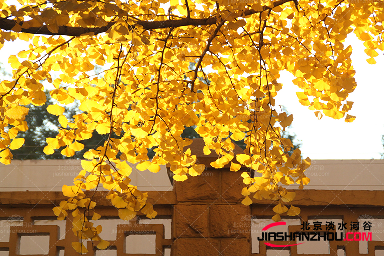 仿真樹.jpg 仿真樹