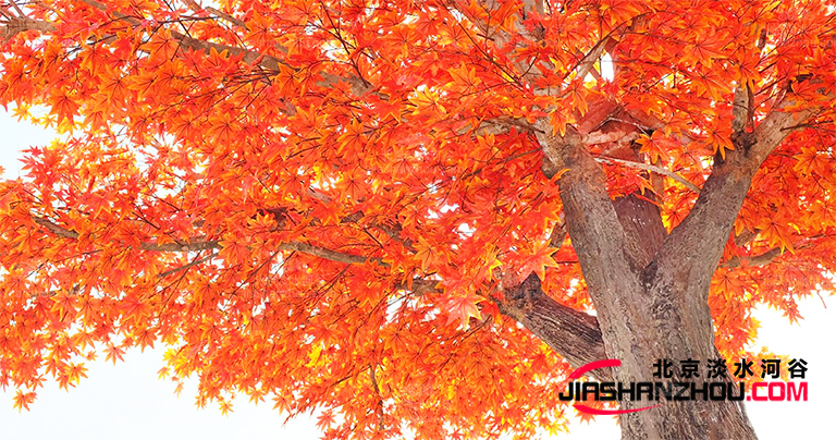 仿真樹.jpg 仿真樹