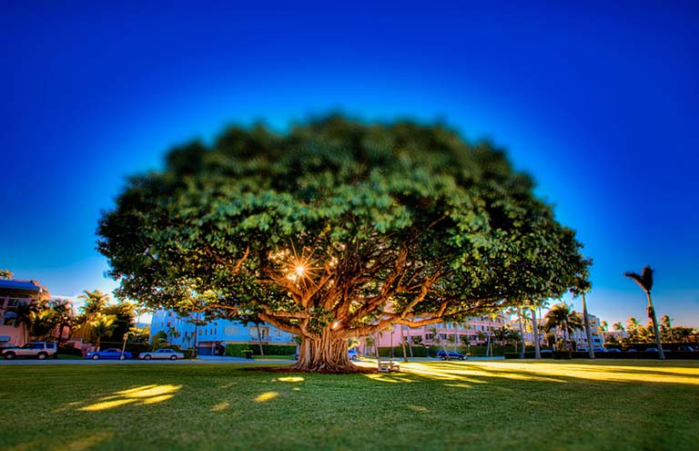 室外假樹(shù).jpg 室外假樹(shù)