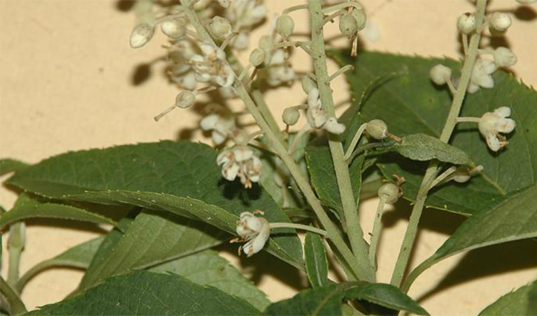 胡椒樹.jpg 胡椒樹