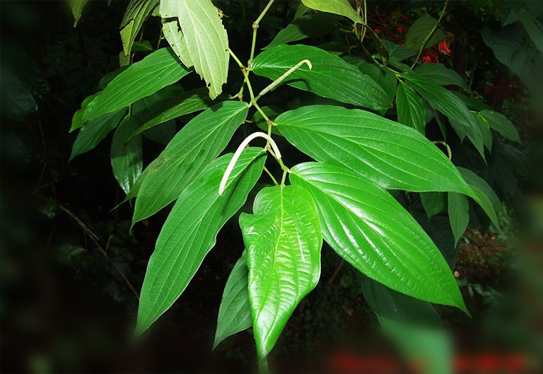 胡椒樹.jpg 胡椒樹