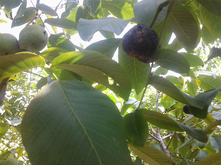 核桃樹.jpg 核桃樹