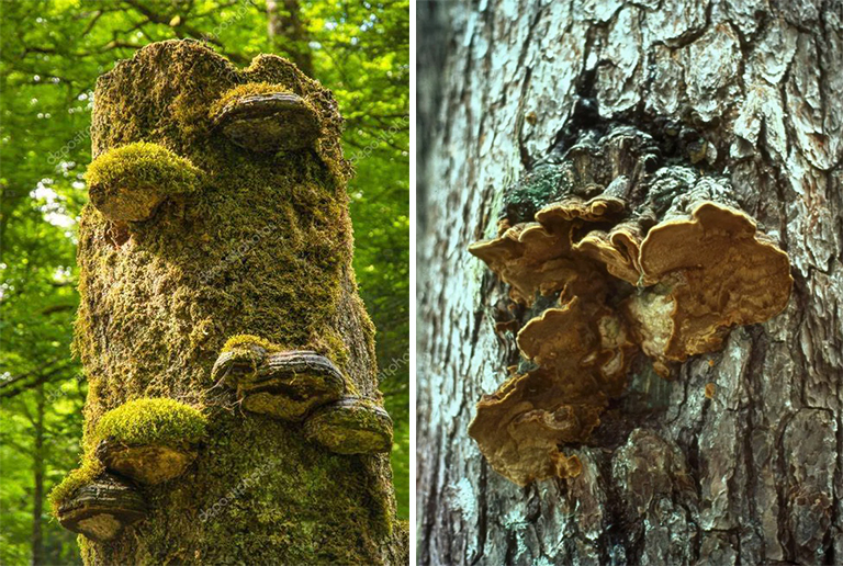 樹木腐爛.jpg 樹木腐爛