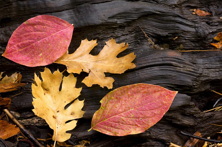 山茱wood和橡樹(shù)葉
