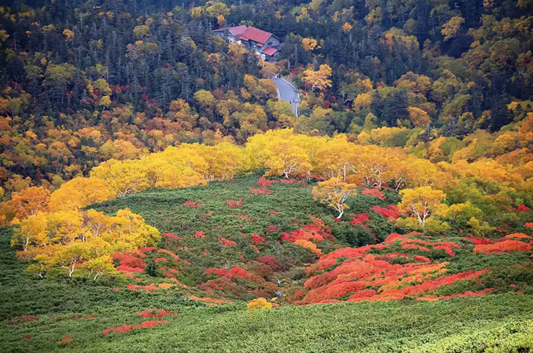 日本長(zhǎng)野縣松本市Norikura的倉(cāng)藏原sansō附近的秋天葉子顏色