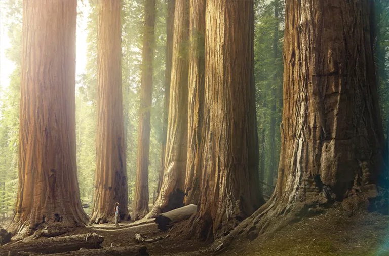 估計(jì)林木的年齡