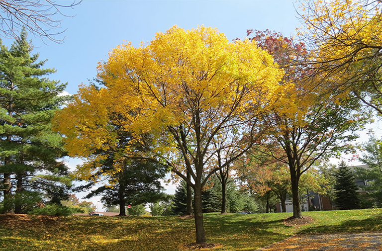 美國紅梣.jpg 美國紅梣